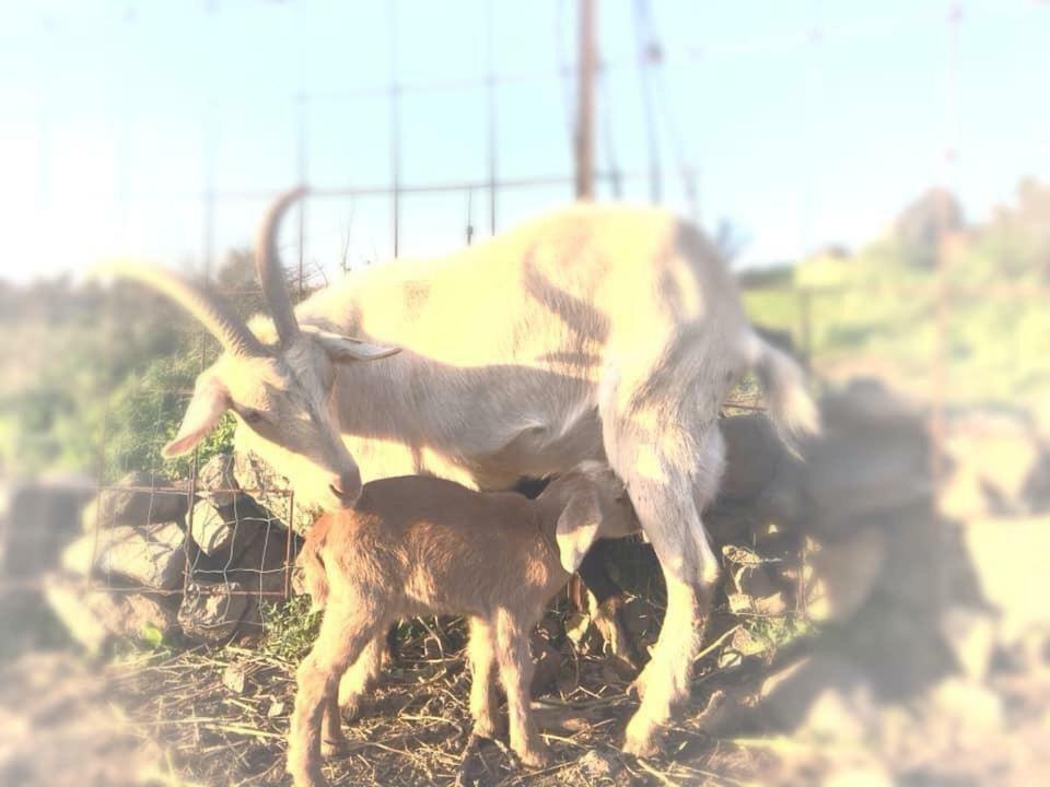 Natura-Eco Farm Dış mekan fotoğraf